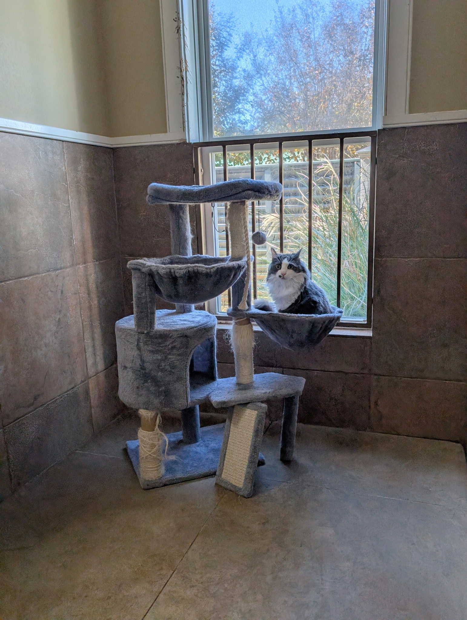 amcPleasant Cat - Feline Area